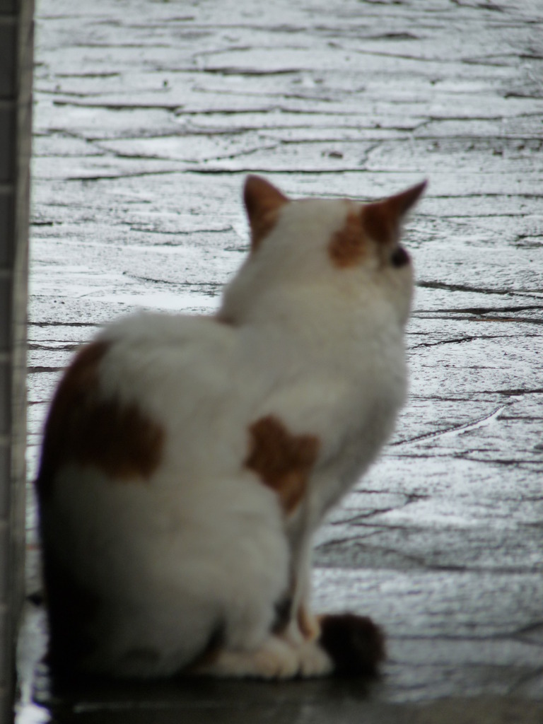 梅雨入り