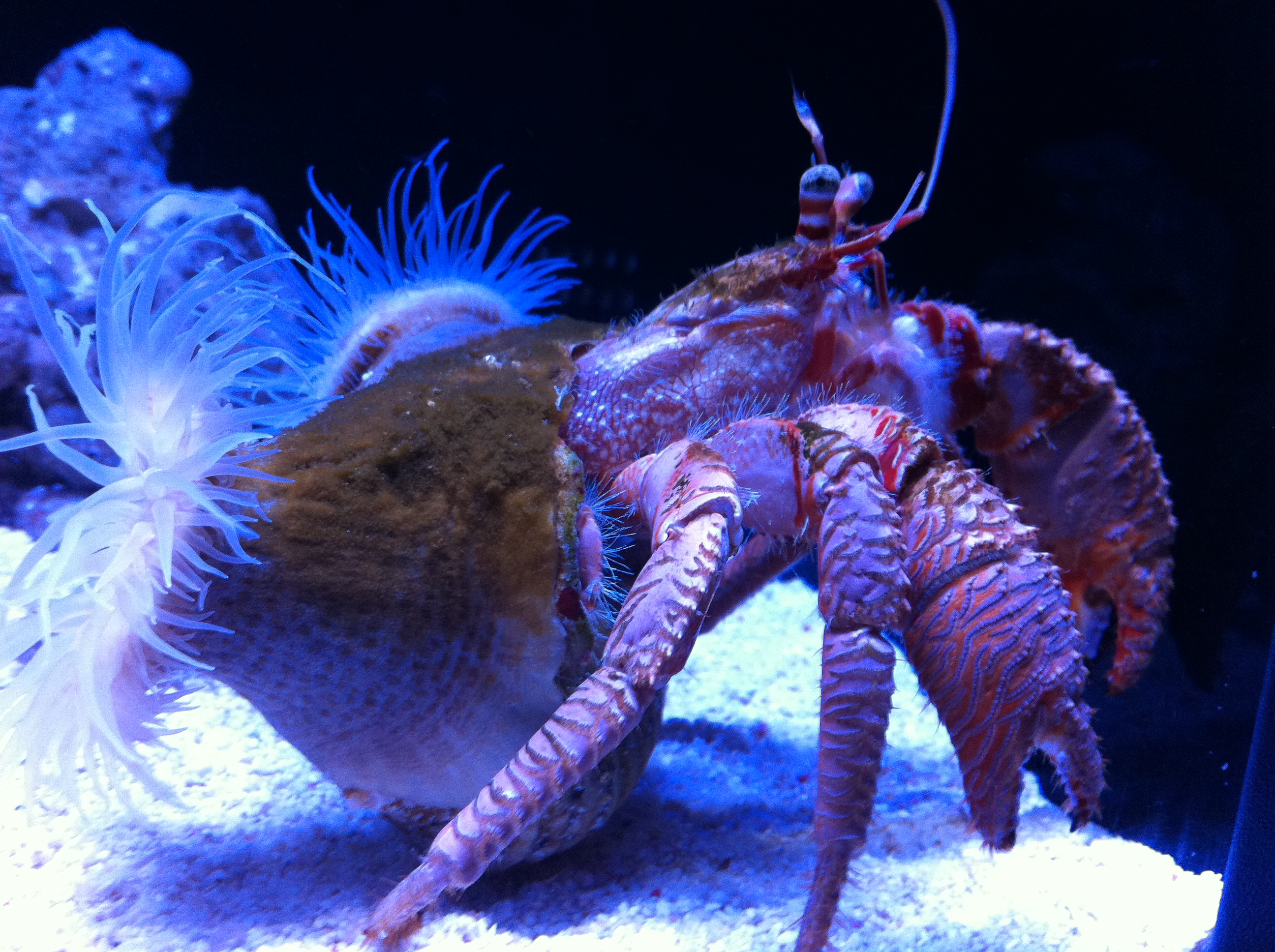 すみだ水族館で癒される