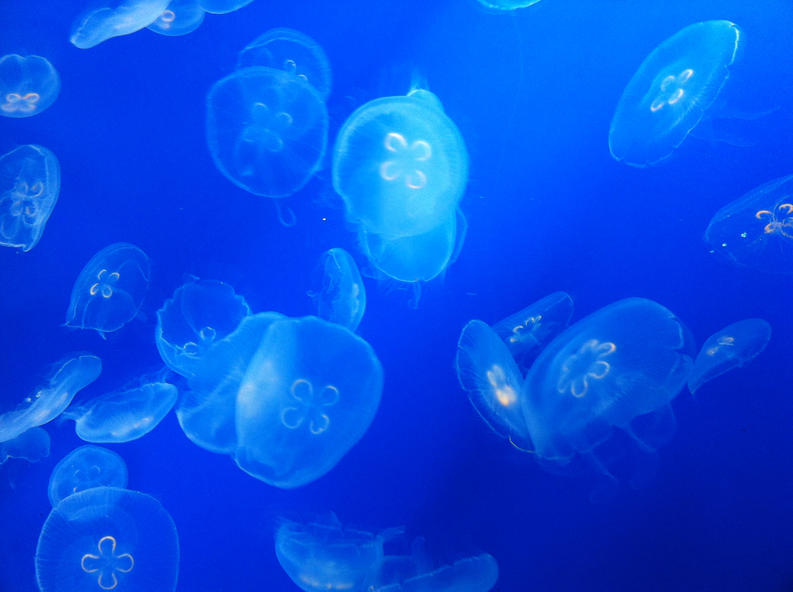 すみだ水族館で癒される