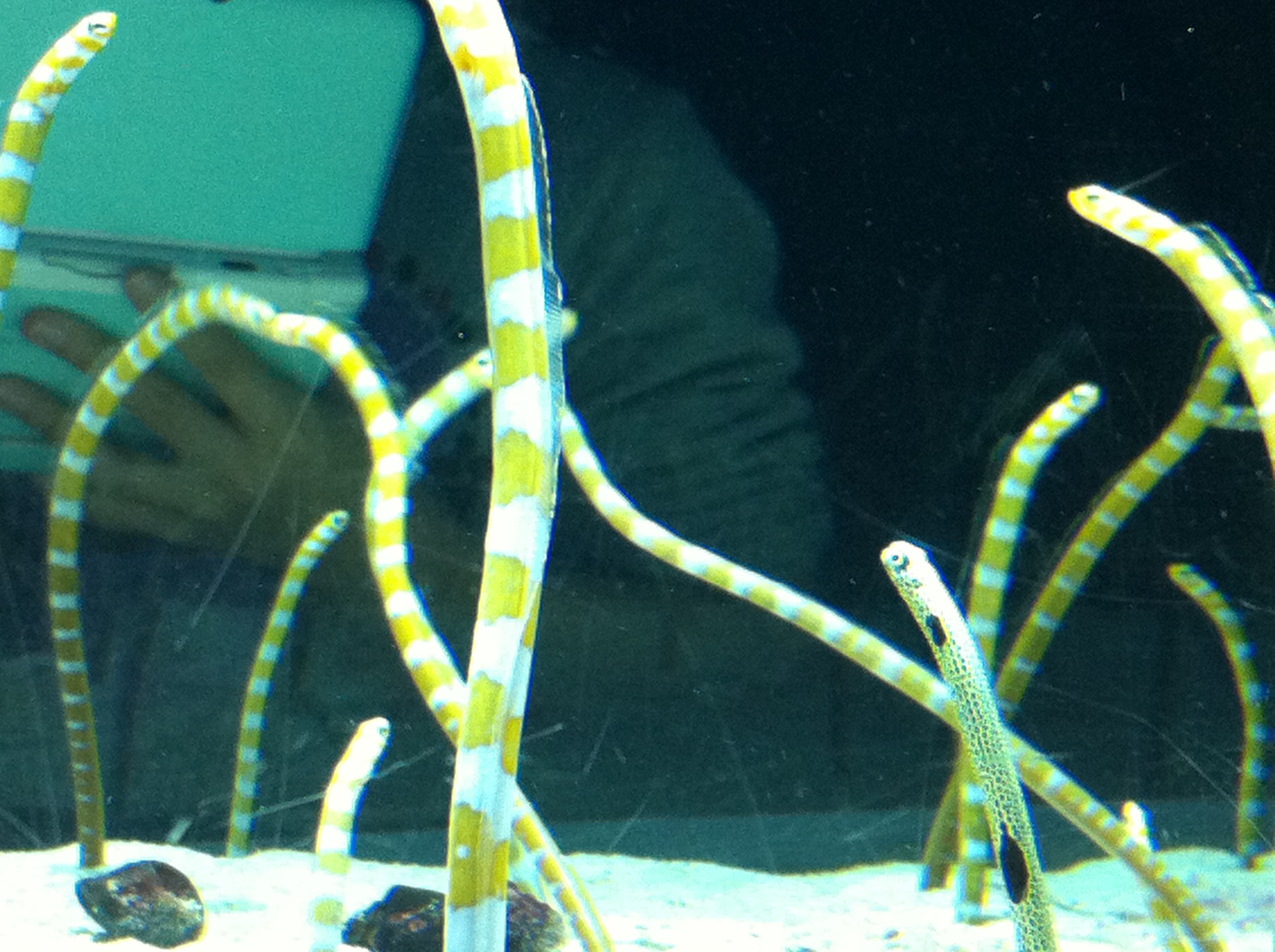 すみだ水族館で癒される