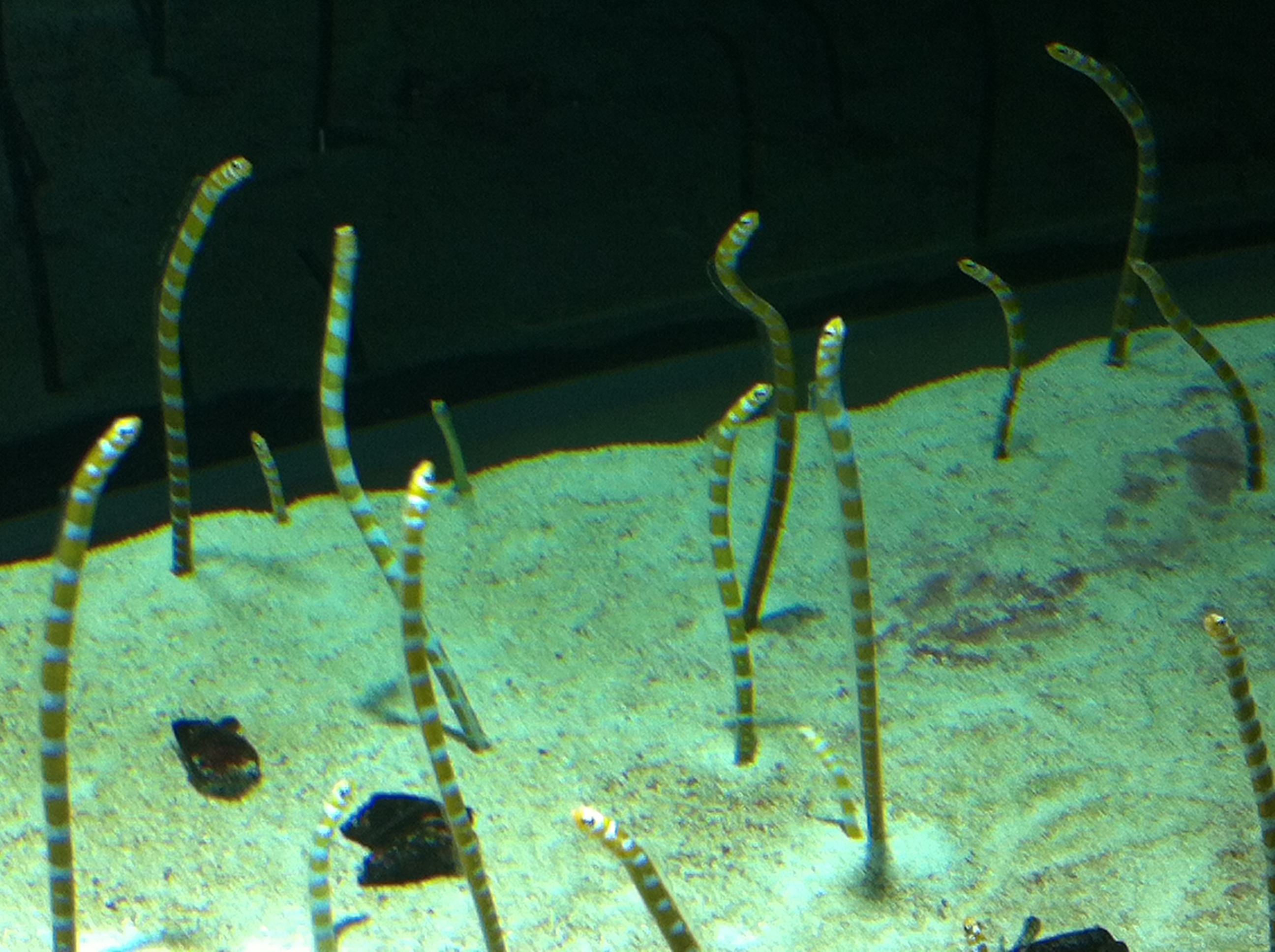 すみだ水族館で癒される