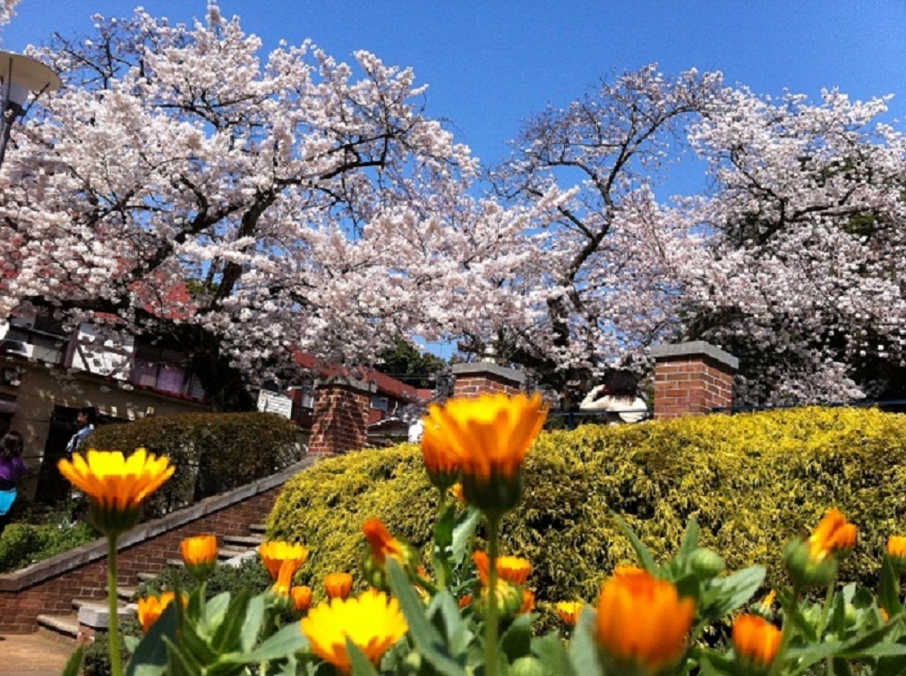 シトロエンに乗って、出掛けよう「元町公園」