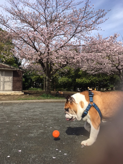 お花見行ってきました！