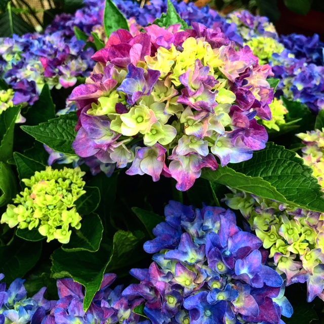 梅雨の紫陽花。