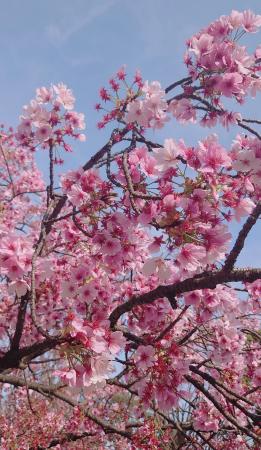 ４月になりました❁