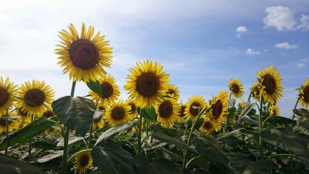 🌻夏季休暇のお知らせ🌻