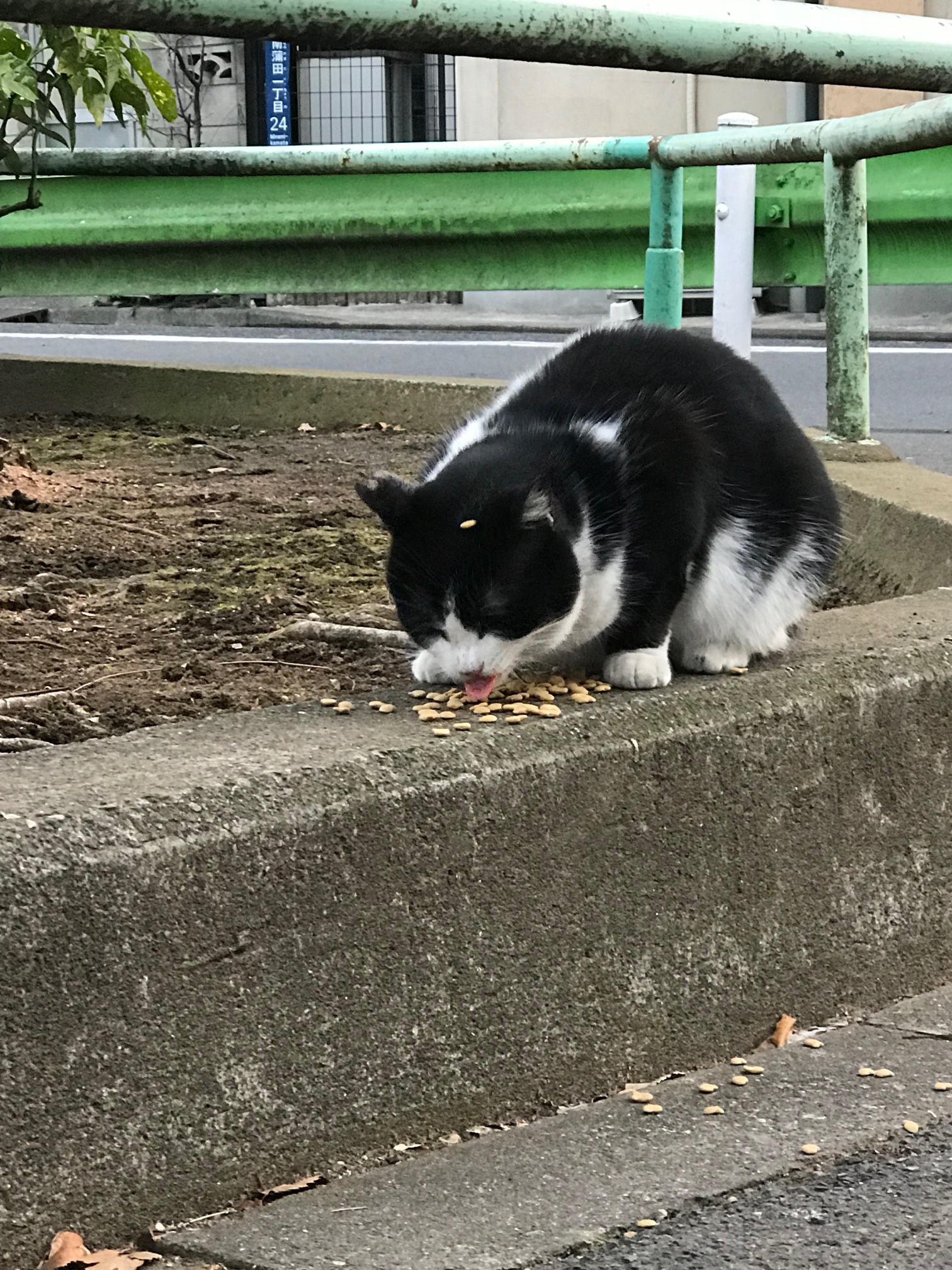 街で見かけた野良ちゃん。